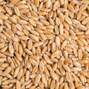 Spelt Grain