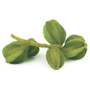 Arjuna Powder (Terminalia Arjuna)