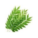 Curry Leaves