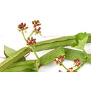 Harjor Powder (Cissus Quadrangularis)