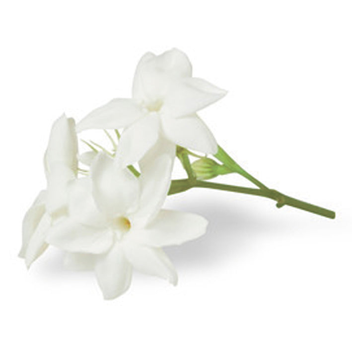 Tagara Powder (Valerian)