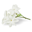 Tagara Powder (Valerian)