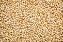 White Sorghum